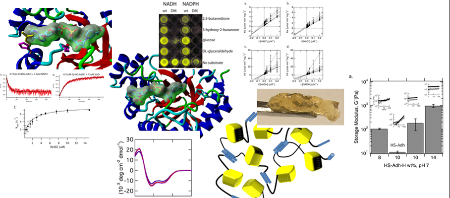 Visual overview of activities in the lab including protein structures, kinetic data, and visual assay results